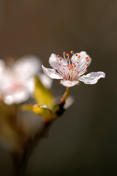 白色紫叶李花