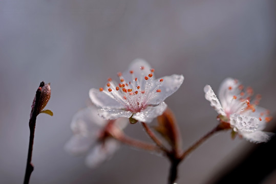 紫叶李 白色花 花蕊特写