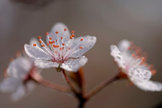 白色花 紫叶李