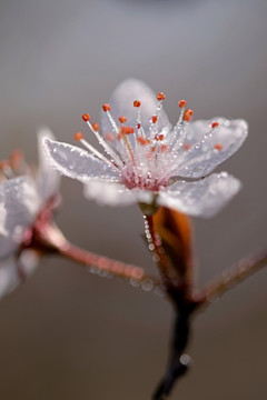 白色花 紫叶李 水珠