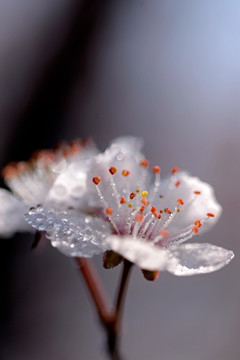 紫叶李 花蕊水珠 微距特写