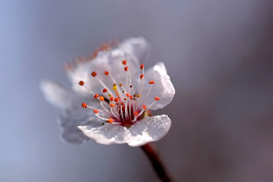 紫叶李 花蕊水珠 微距特写