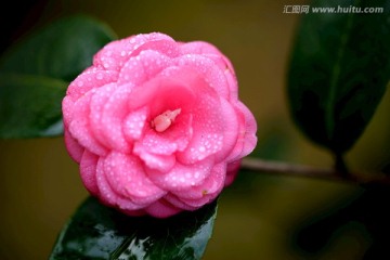 玫紅色茶花 紅十八學(xué)士