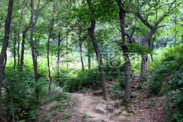 秦岭青华山 高格