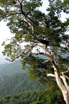 秦岭青华山 高格