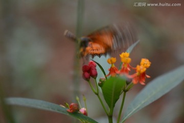 红花与蝴蝶