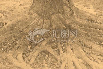 樹根素描畫