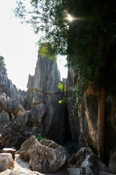 石林景观 自然风景