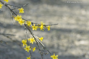 迎春花