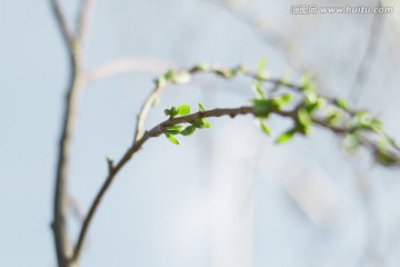 柳树芽