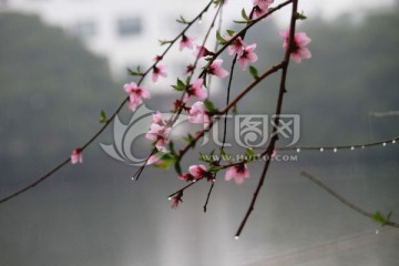 雨中桃花