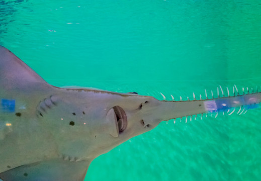 大鲨鱼 大锯鳐 海底世界