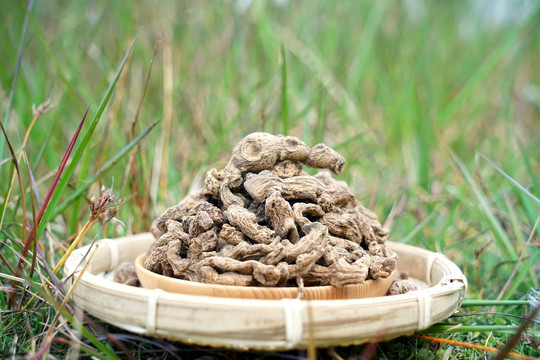 缅甸野生三七