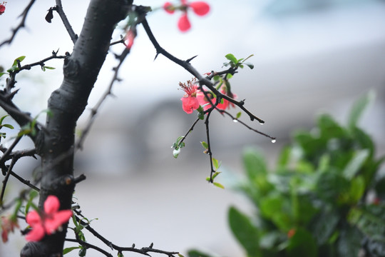 雨中桃花