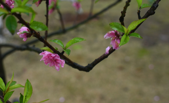 桃花