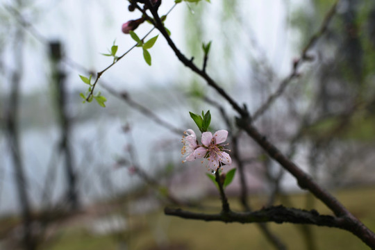 桃花