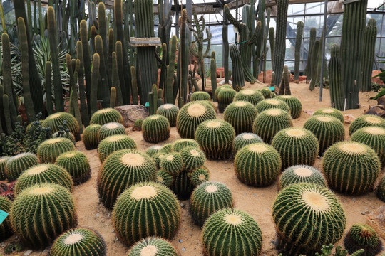 沙漠植物