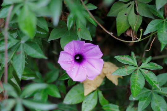 槭叶牵牛花