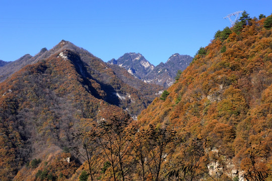 秦岭原生态 高格