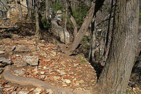 秦岭秘境万华山 高格