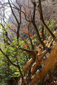 秦岭原生态 高格