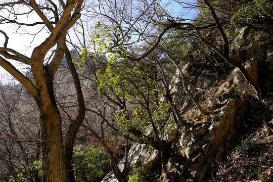 秦岭原生态 高格