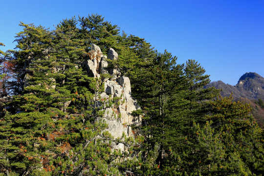 秦岭万华山 高格