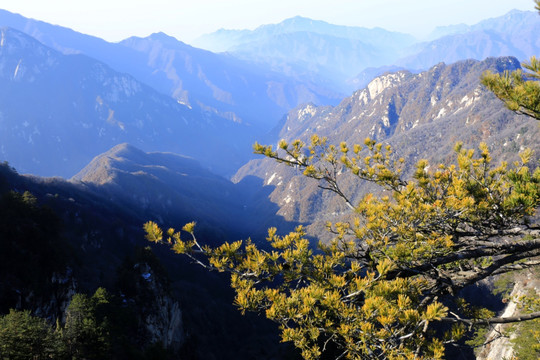 秦岭万华山 高格