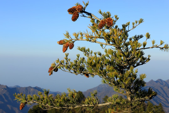 秦岭万华山 高格