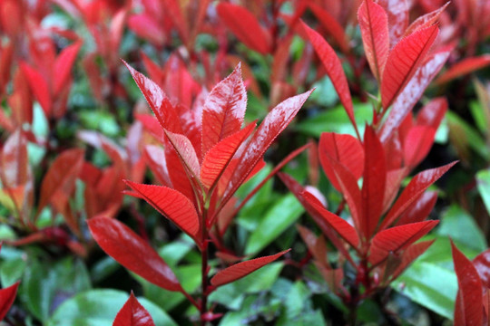 红叶树芽