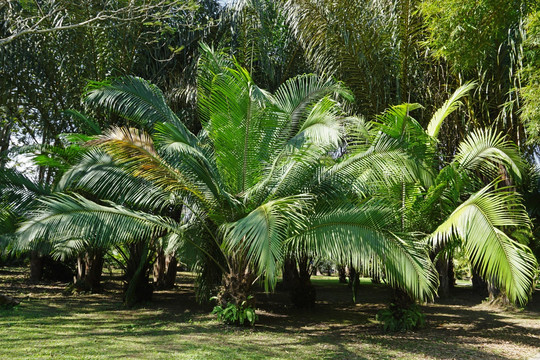 版纳植物园棕榈园 贝叶棕