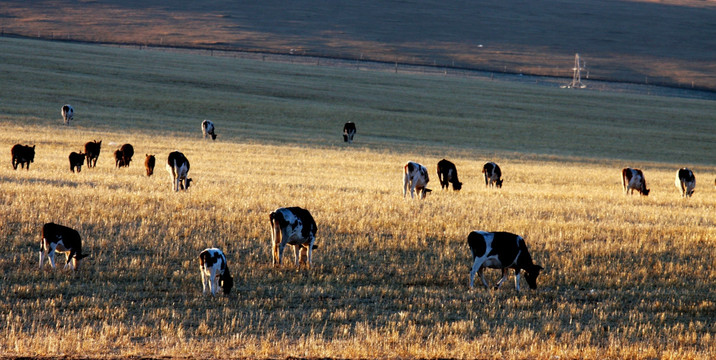 秋季麦田中的牛群