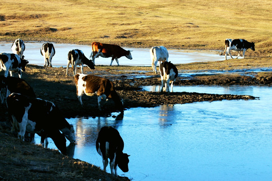 湿地牛群牧场