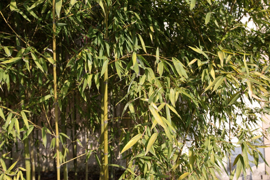 竹子 竹林 翠竹 修竹