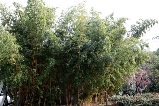 竹子 竹林 翠竹