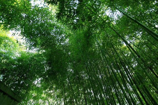 竹子 竹林