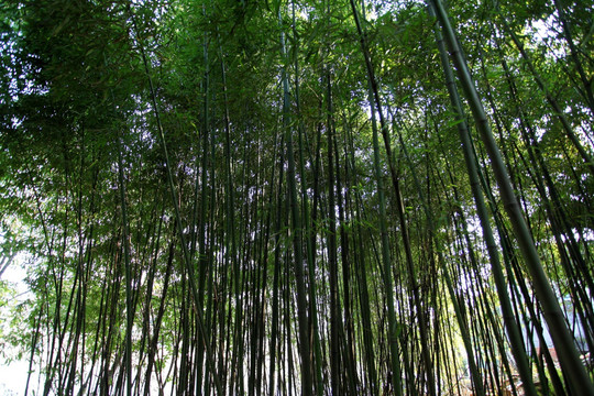 竹子 竹林 翠竹 修竹