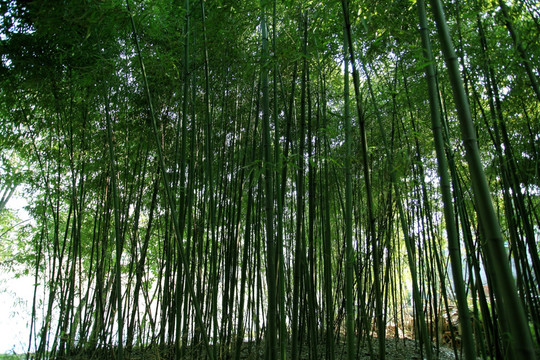竹子 竹林 翠竹