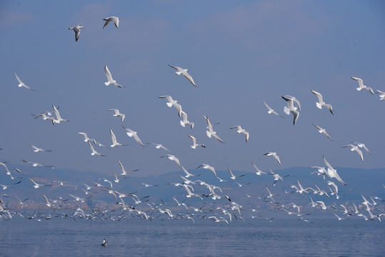 海鸥