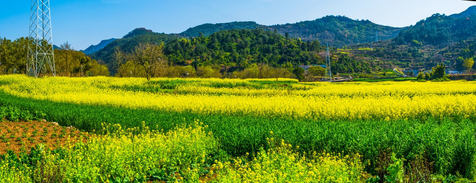 乡村风景 油菜花地