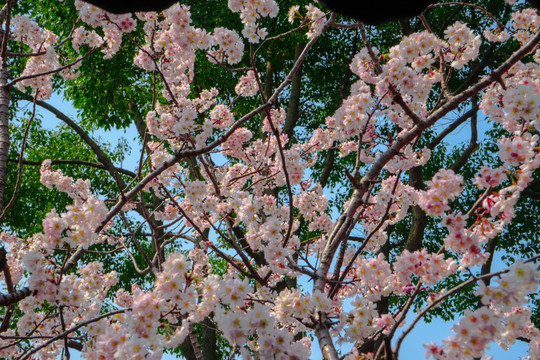 樱花高清