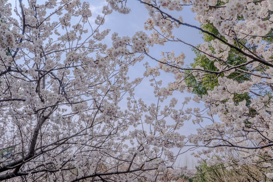 樱花高清