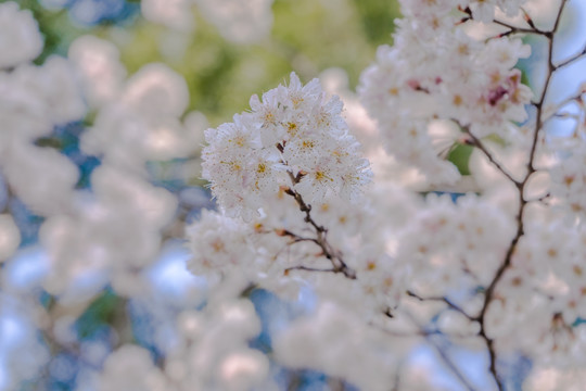 樱花高清