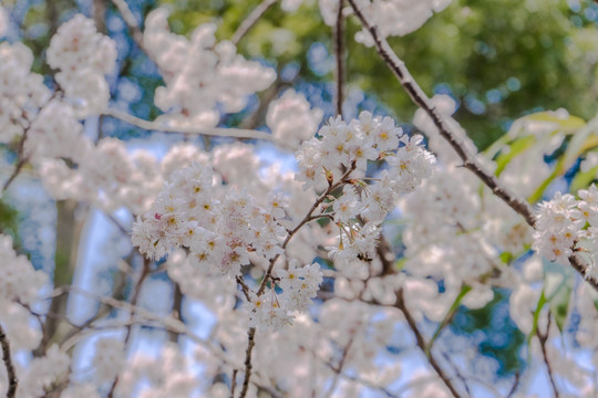 樱花高清