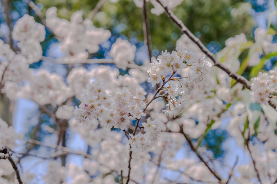 樱花高清