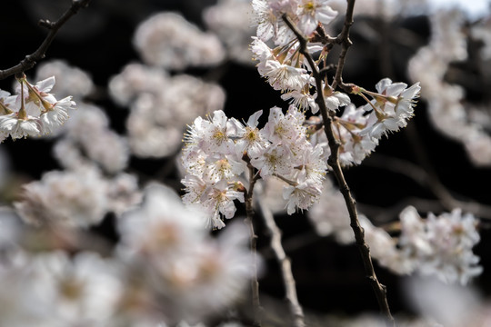 樱花高清