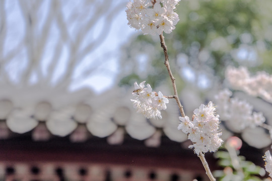 樱花高清