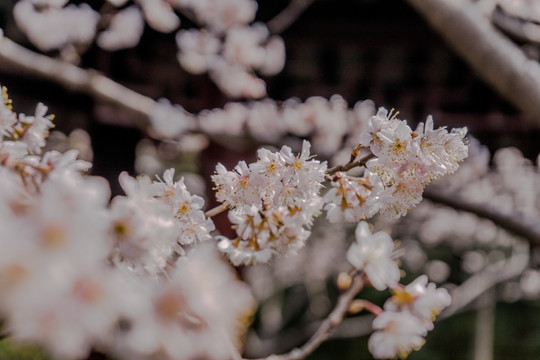 樱花高清