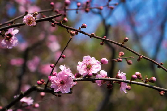 梅花素材