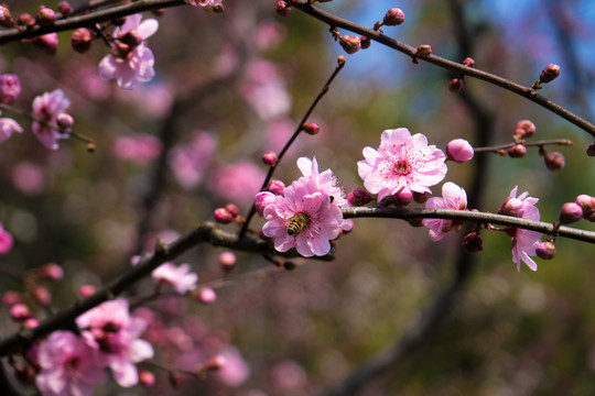 梅花素材